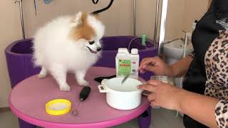 видео: Готовим шпица к стрижке картинка: Готовим шпица к стрижке