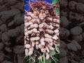 Amazing! The secret of successful village farmers who produce abundant peanuts #shorts