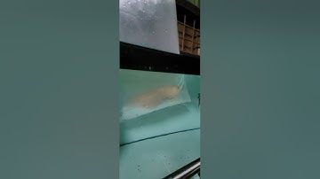 Nhận quà của | CHÚ ĐẦU BẠC | Tặng cá rồng | cá rồng | Đèn cá rồng | Phụ Kiện Cá Rồng