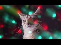 Веселая музыка котов :) Веселая музыка котов :)