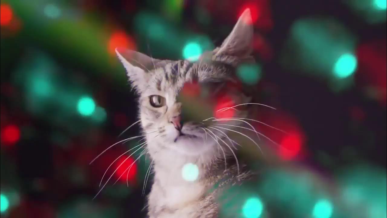 Веселая музыка котов :) - YouTube