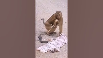 pranks with monkey and rubber snake prank than monkey panikked with that fake snake toy😂😂