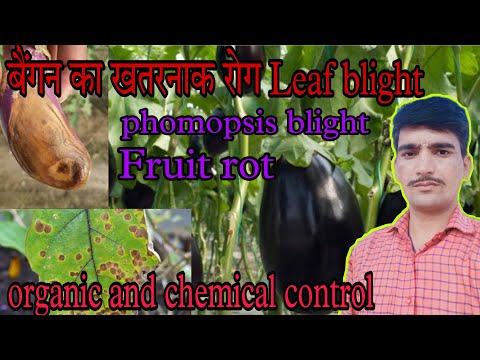 Video: Co je Phomopsis plíseň lilku: Tipy na léčbu plísně u lilku