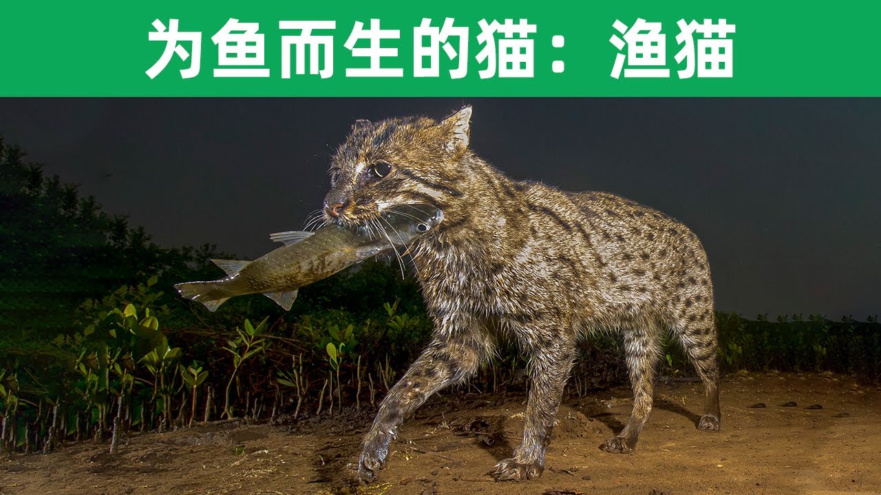 为鱼而生的猫 渔猫 Youtube
