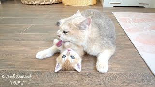Kitten Cream trying to free itself from mom cat's intense hug is too cute