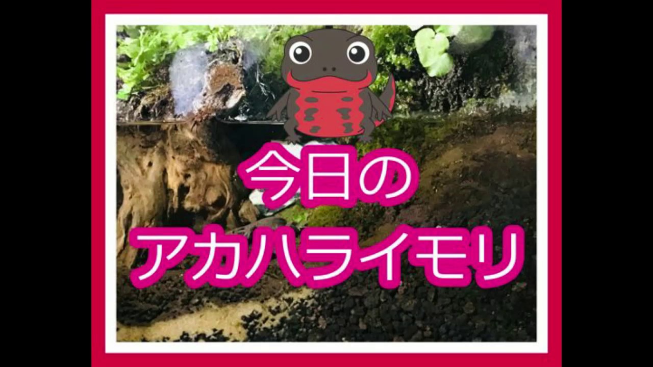 初心者から始めたアカハライモリの飼育19年11月19日 Youtube