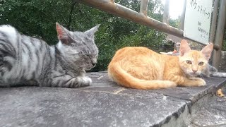 お寺の下にいた野良猫親子、子猫可愛すぎる