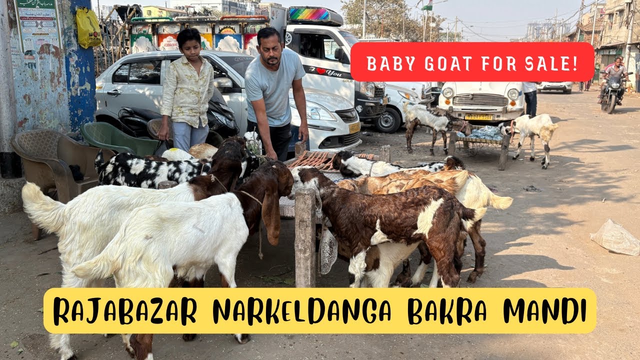 Totapuri & Gujri Baby Goat For Sale | Rajabazar Narkeldanga Bakra Mandi | Kolkata Goat Market 