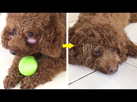 Anjing poodle sifatnya berubah setelah melahirkan