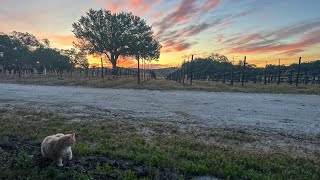 Heading Home:California(van life)