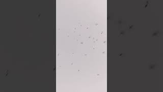 #becomeyourcreative #new #viralvideos #mosquito #insects #insect #slowdown #life #slow #evening