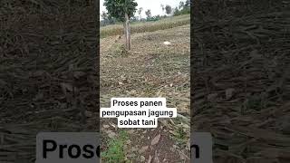 kita panen dulu sobat tani #nksumo #ultradap #paktani #syngenta #mbahzero