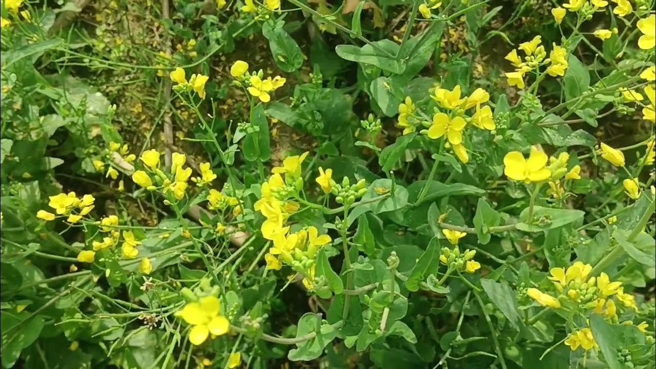 pollination in mustard by honey bees 🐝 YouTube