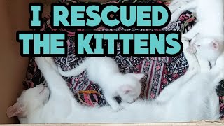 UPDATE!!! I RESCUED THE CUTE KITTENS AND THEIR MOM 😘😍🐈|Niru's pet zone by Niru's Petzone 194 views 3 years ago 1 minute, 37 seconds