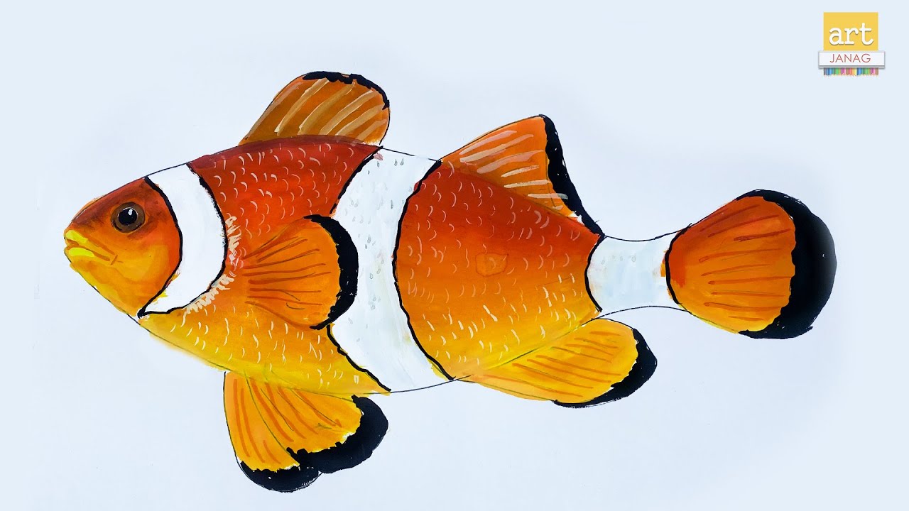 Clownfish Drawing  How To Draw A Clownfish Step By Step