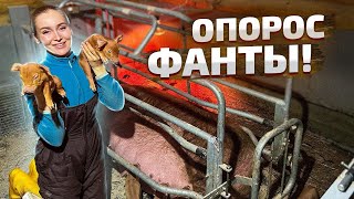 Опорос дюрка! Доставала их по одному. Помогаю свинке | Молодая Ферма