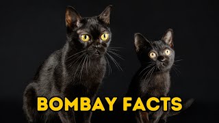 Top 10 Facts About Bombay Cats