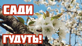 ✅Розпочався взяток з садів!