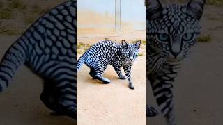 🐱 Os 5 Gatos Mais Carinhosos do Mundo! O Nº 3 Parece um Cachorro