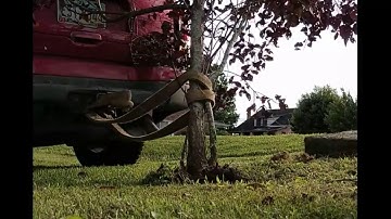 DIY Bush, Tree, Shrub Removal. Fast and Easy With Hitch on Truck/Suv