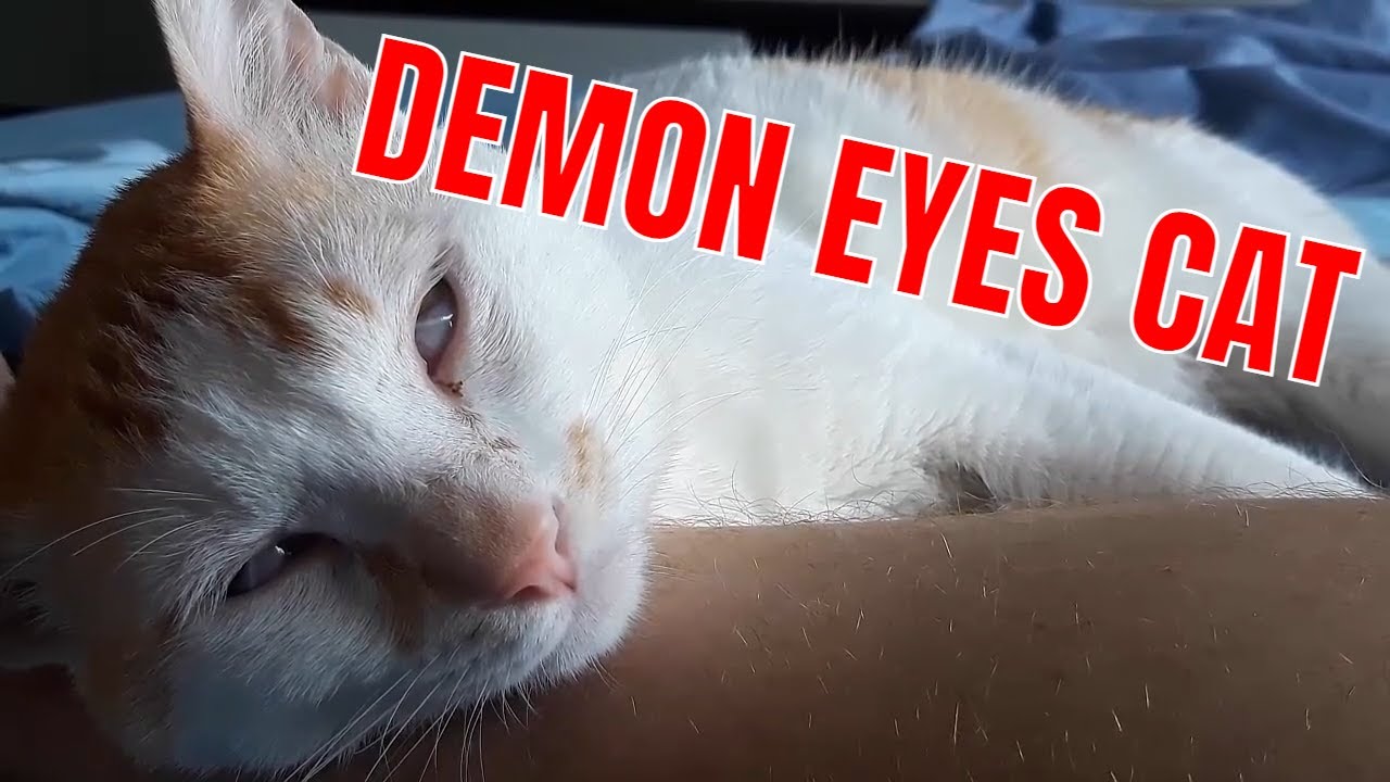 DEMON EYES CAT Open Eye Twitching REM Sleep Creepy cat videos 2021