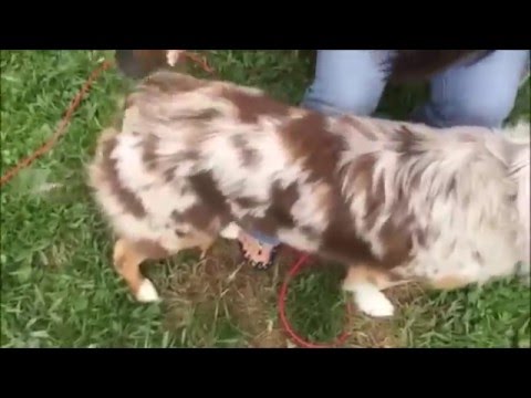 australian shepherd shedding