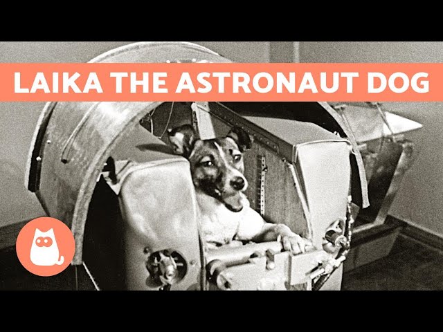 The True Story Of Laika - The Astronaut Dog 🐶 🚀 - Youtube