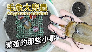 【山林蟲坊】毛象大兜蟲的投產故事 | Megosoma elephas elephas: A Story of Reproduction