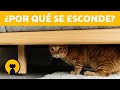 ¿Por qué mi GATO se ESCONDE cuando VIENE GENTE? 🐱 (Causas y Soluciones)