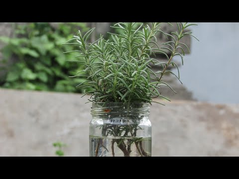Video: Bagaimana Cara Menyimpan Rosemary?