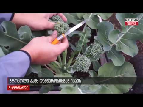 ბროკოლი კანს დამწვრობისგან იცავს