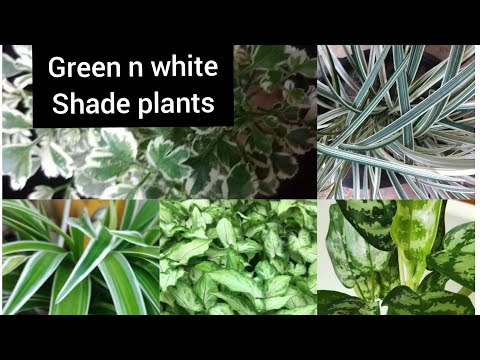 White & Green Variegated Plants / My Green n White Shade Plants
