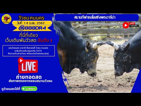 #ถ่ายทอดสดวัวชนวันนี้  สนามกีฬาชนโคสทิงพระอารี่น่า วันที่ 14 ม.ค 67 #วัวชน #วัวชนวันนี้