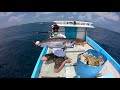 Zenaq expedition 73s daiwa saltiga 4000h ygk castman full drag pe3 fishing white tuna in maldives