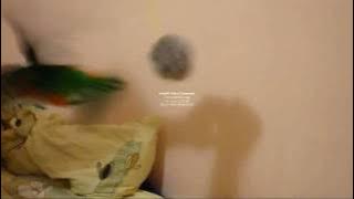P5233599.WMV