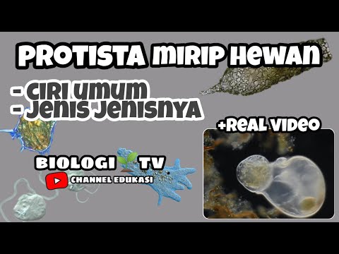 Video: Apa protista lain yang mirip dengan Volvox?