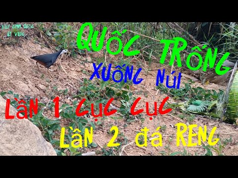 Chim Quốc Trống Xuống Núi Lần 1 Cục Cục Mái Kéo Lên Lại Lần 2 đá Reng Reng Hay