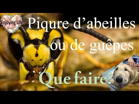 Vidéo: Demandez à un vétérinaire: Que dois-je faire si mon chien se fait piquer par une abeille?