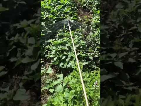 Vídeo: Quines males herbes mata l'atrazina?