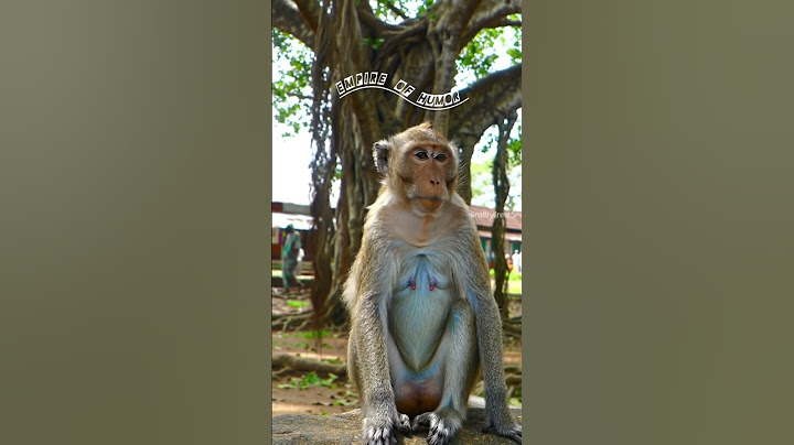 ❗😝ஒரு நியாயம் வேணாமா ❕🤣#shortsfeed #voiceover #monkeyvideo #funnyshorts #virelshorts