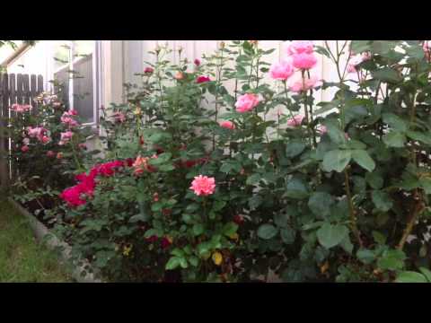 How to Naturally kill rid  insects Aphids from Roses & Garden DIY