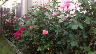 How to Naturally kill rid  insects Aphids from Roses & Garden DIY screenshot 5