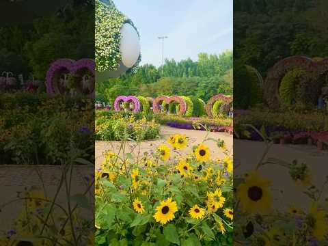 beautiful miracle garden dubai #shorts #dubai