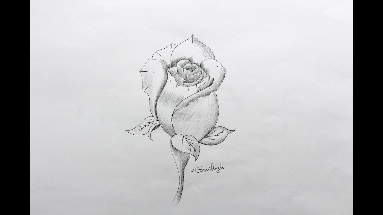 Featured image of post How To Draw A Rose With Pencil Video