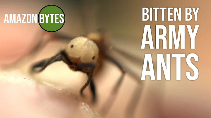 Bitten by Army Ants