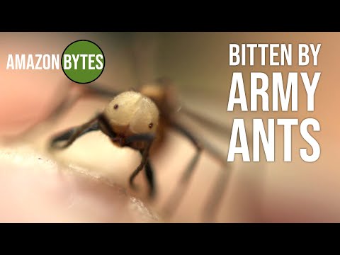 Bitten by Army