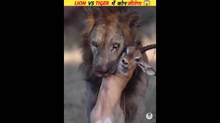 lion vs tiger दोनो की लड़ाई में कौन जीतेगा ||?|| lion vs tiger fight viral facts shorts animals