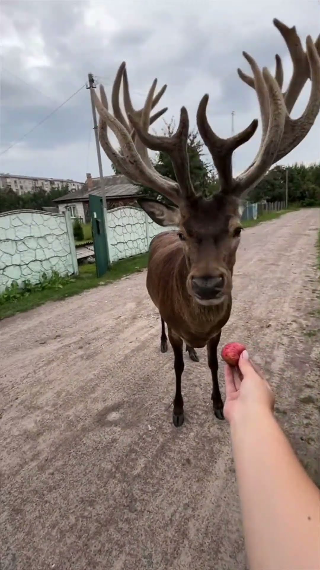 Curious Deer Feasts on Handfed Apples