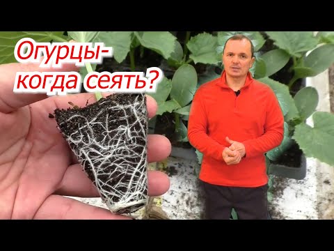 Когда посеять огурцы на рассаду- два точных срока посева семян.