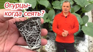 Когда Посеять Огурцы На Рассаду- Два Точных Срока Посева Семян.